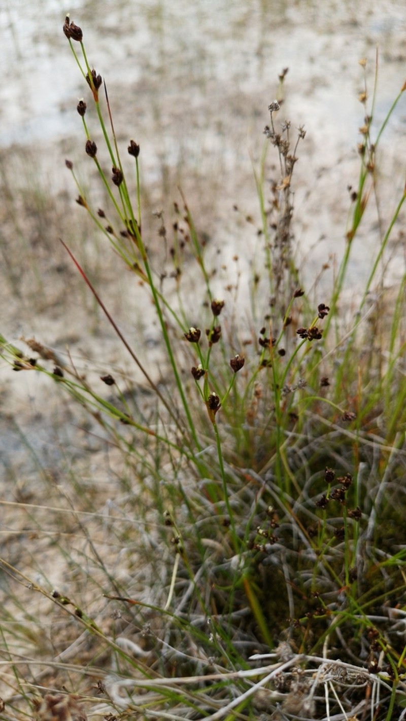 Northern Green Rush photo 4