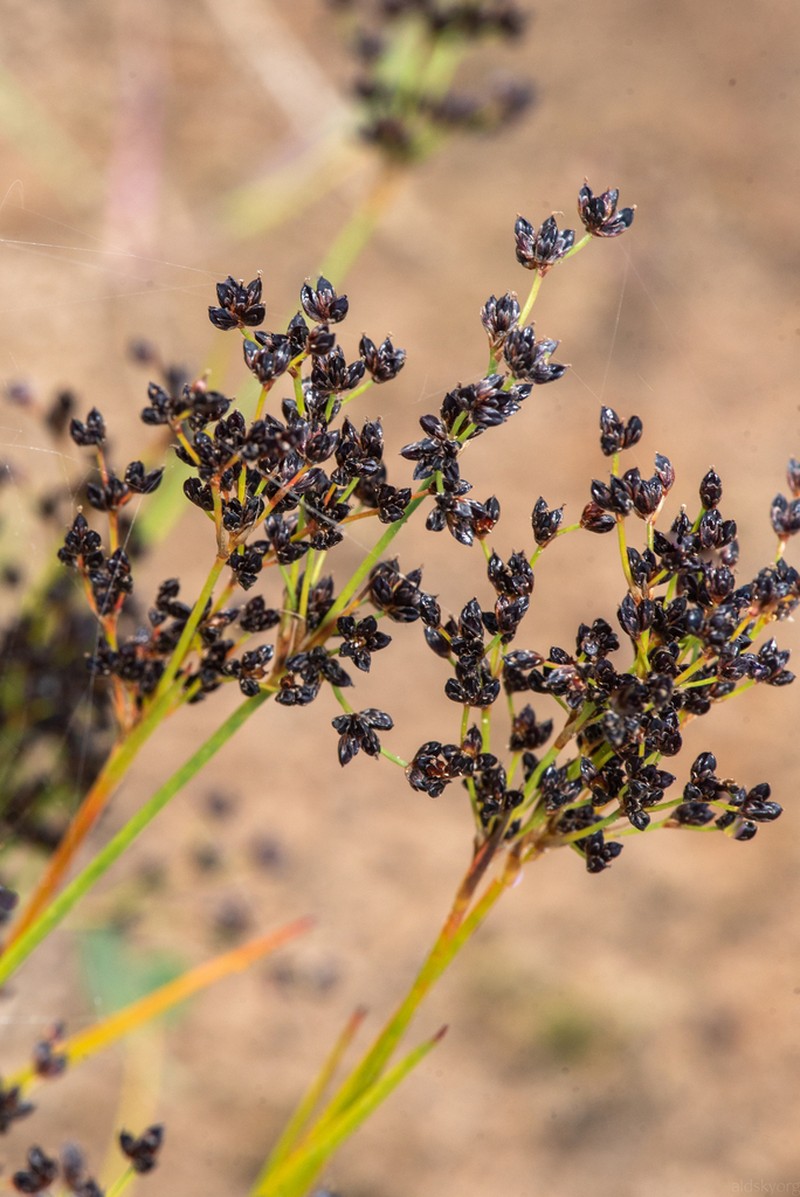 Northern Green Rush photo 5