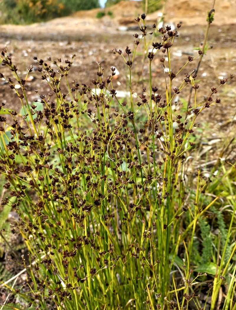 Northern Green Rush photo 6