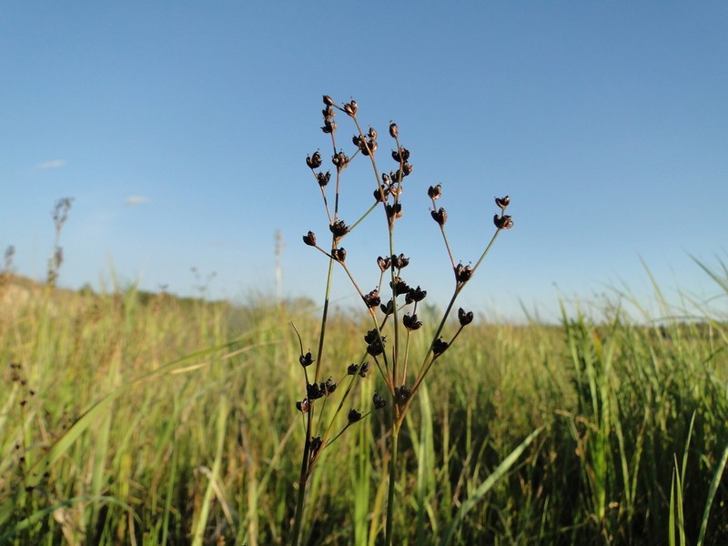 Northern Green Rush photo 7