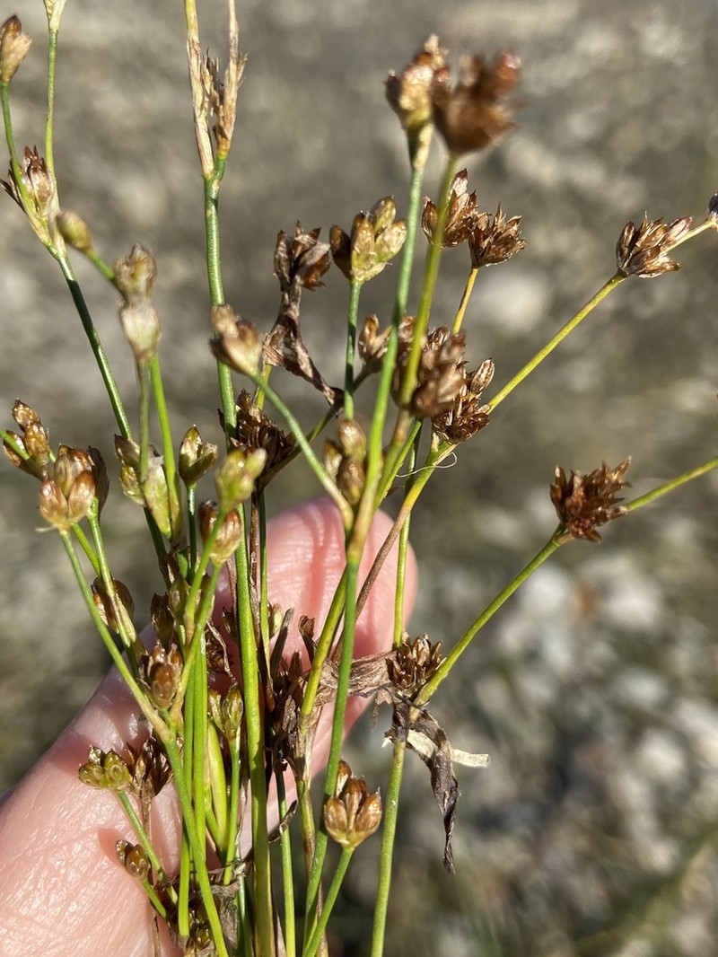 Northern Green Rush photo 8