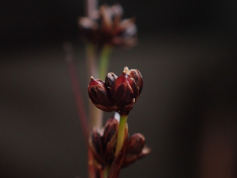 Juncus alpinoarticulatus subsp. alpinoarticulatus