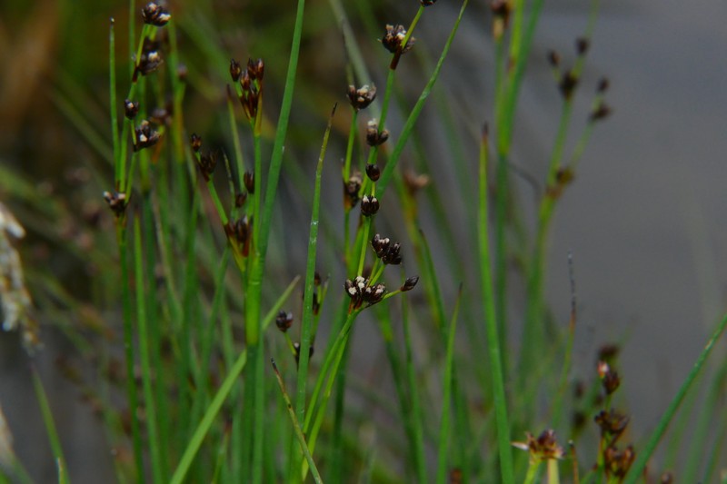 Juncus alpinoarticulatus subsp. alpinoarticulatus photo 2
