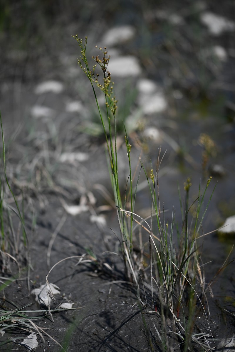 Juncus alpinoarticulatus subsp. alpinoarticulatus photo 3