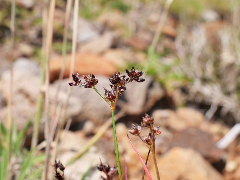 Juncus alpinoarticulatus subsp. alpinoarticulatus photo 4