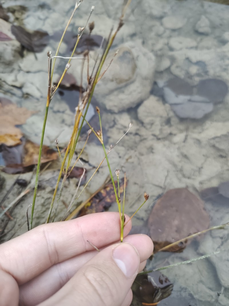 Juncus alpinoarticulatus subsp. americanus