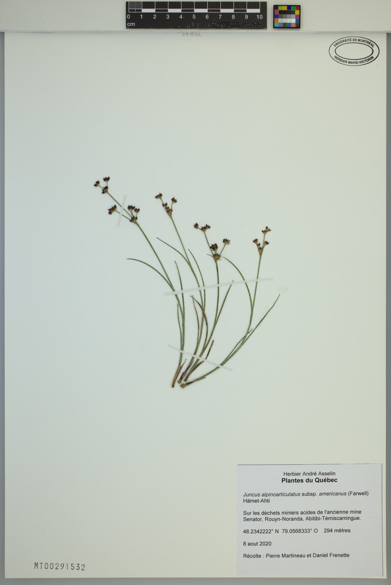 Juncus alpinoarticulatus subsp. americanus photo 2