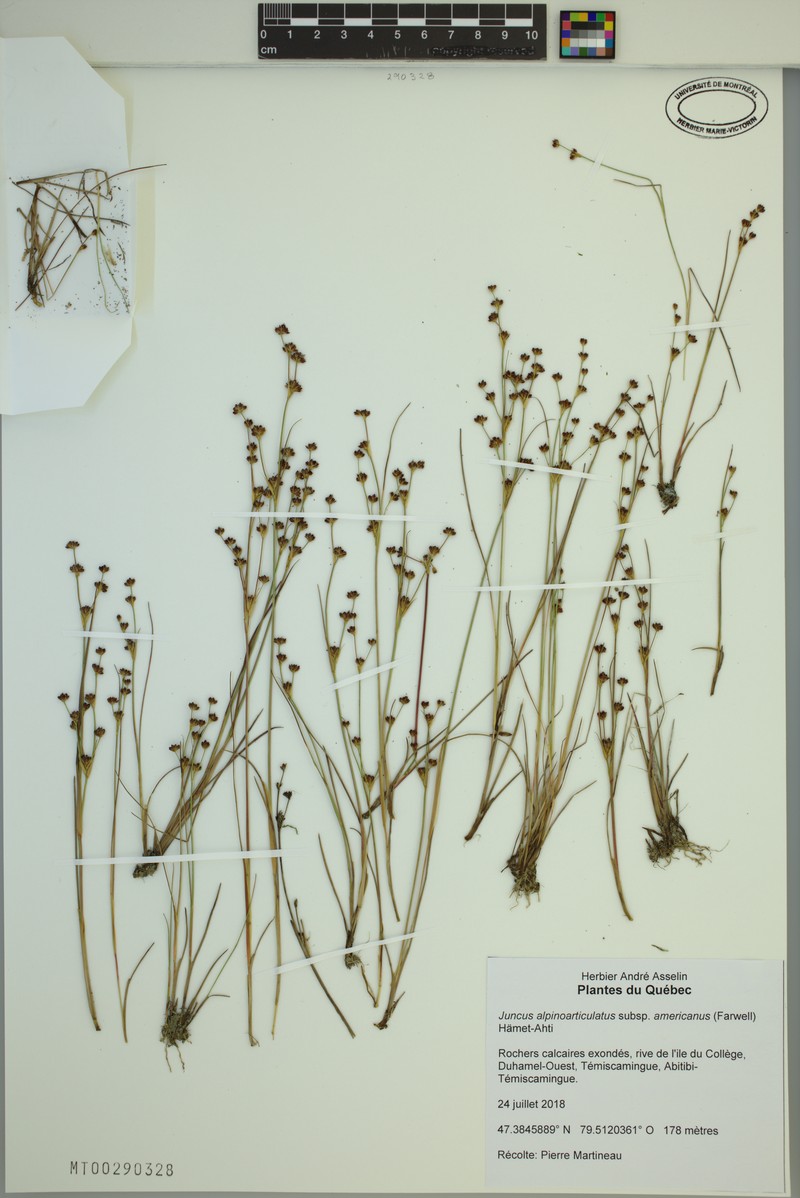 Juncus alpinoarticulatus subsp. americanus photo 3