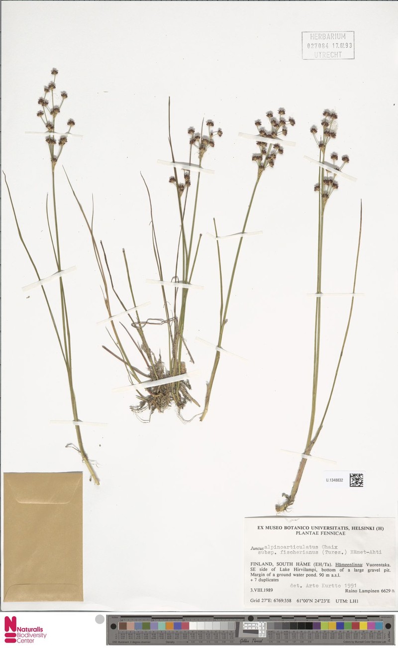 Juncus alpinoarticulatus subsp. fischerianus