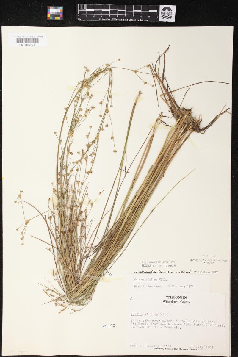 Juncus alpinoarticulatus subsp. fuscescens