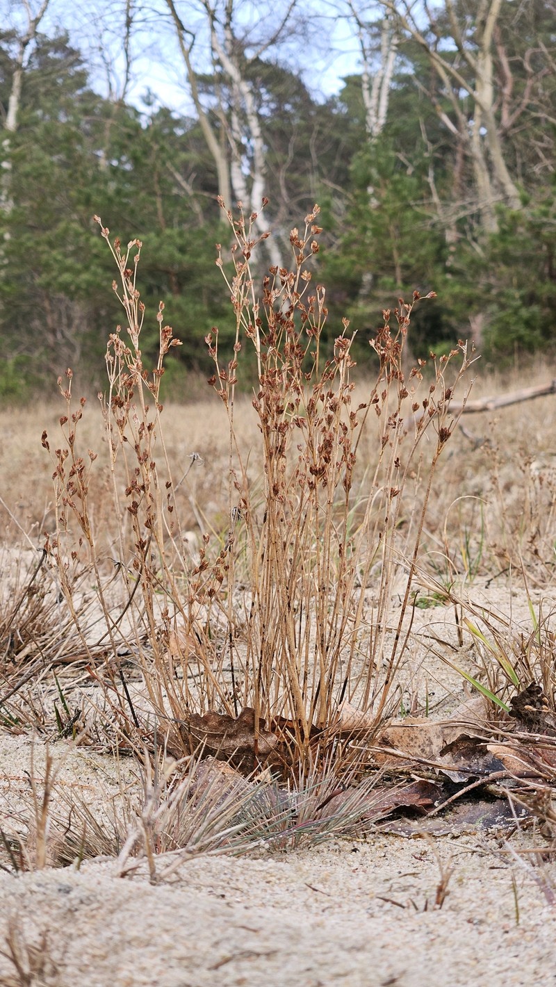 Juncus alpinoarticulatus subsp. rariflorus photo 2