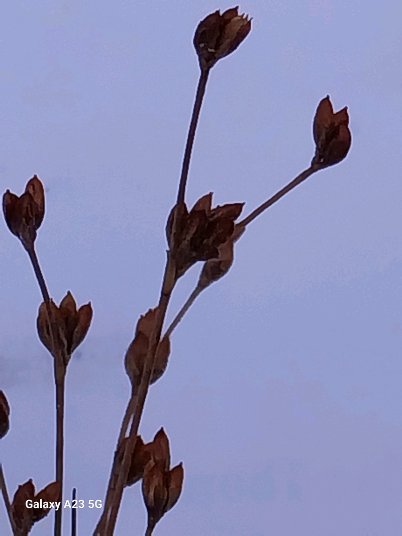 Juncus alpinoarticulatus subsp. rariflorus photo 3