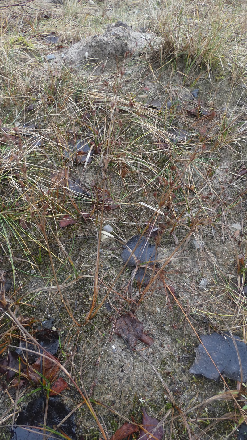 Juncus alpinoarticulatus subsp. rariflorus photo 4