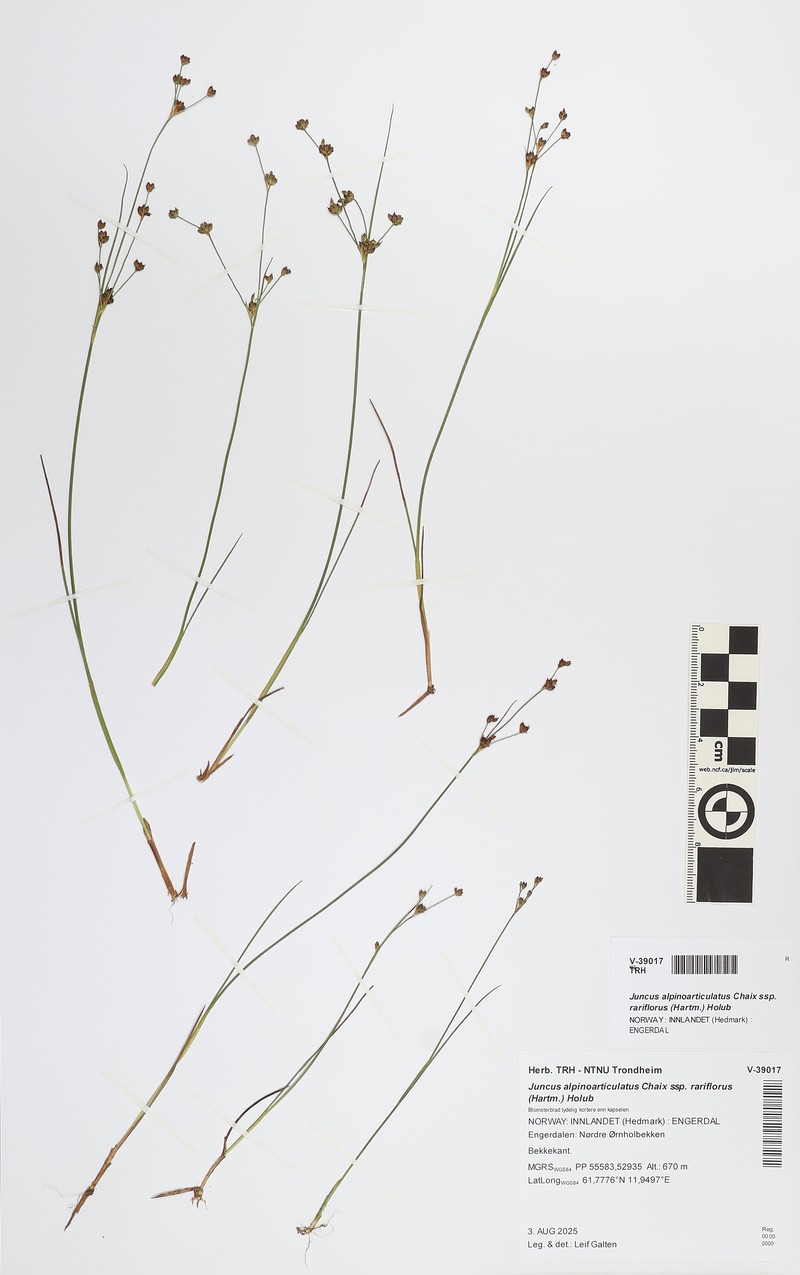 Juncus alpinoarticulatus subsp. rariflorus photo 5