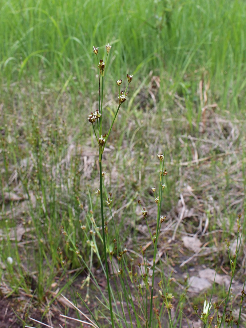 Juncus alpinoarticulatus subsp. rariflorus