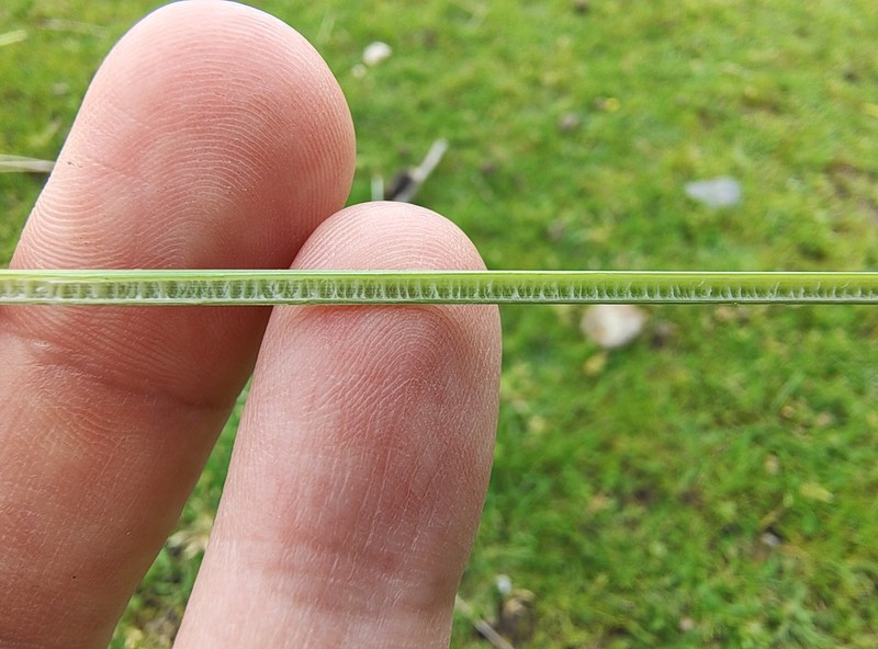 Juncus amabilis