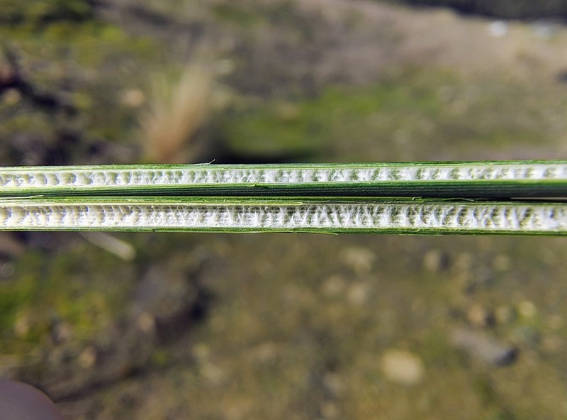 Juncus amabilis photo 2