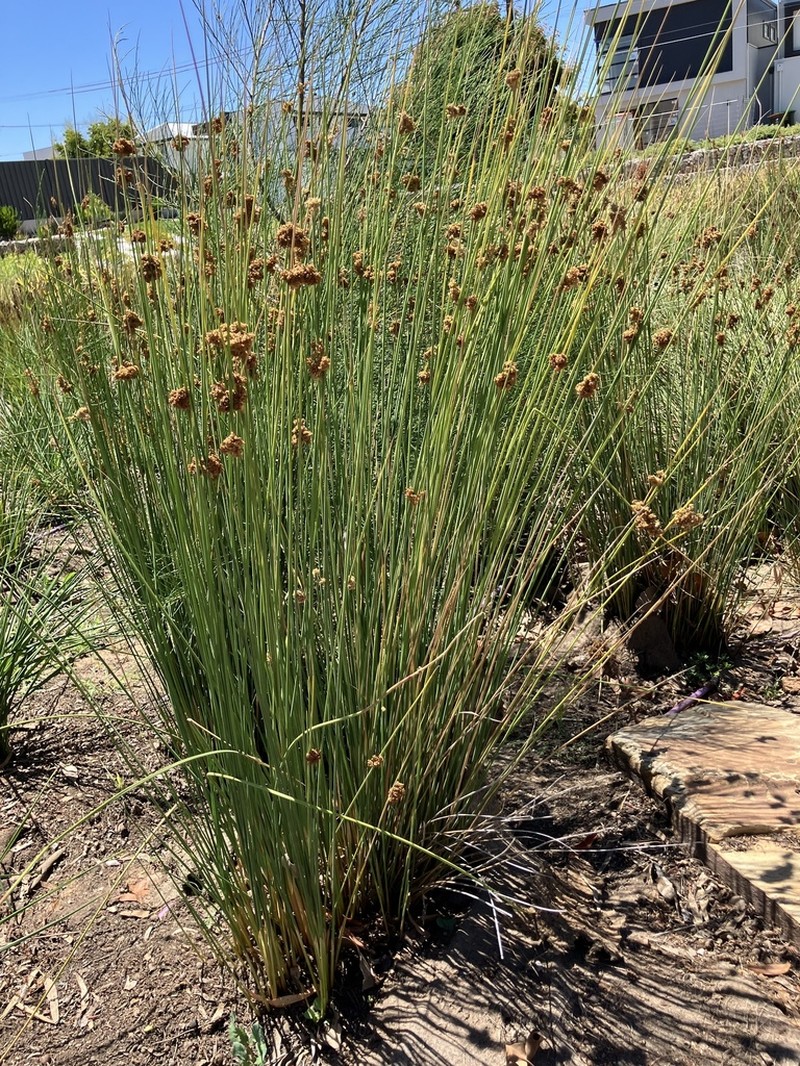 Juncus amabilis photo 3