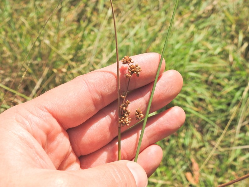 Juncus amabilis photo 4