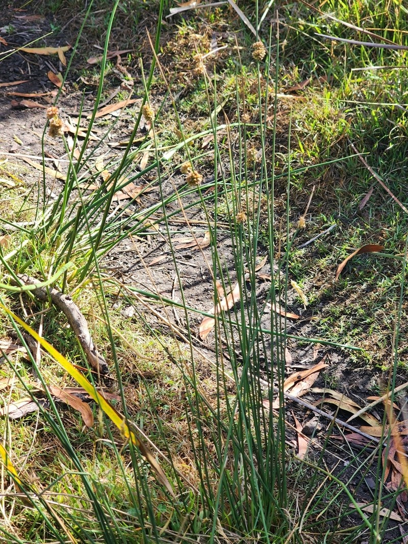 Juncus amabilis photo 5