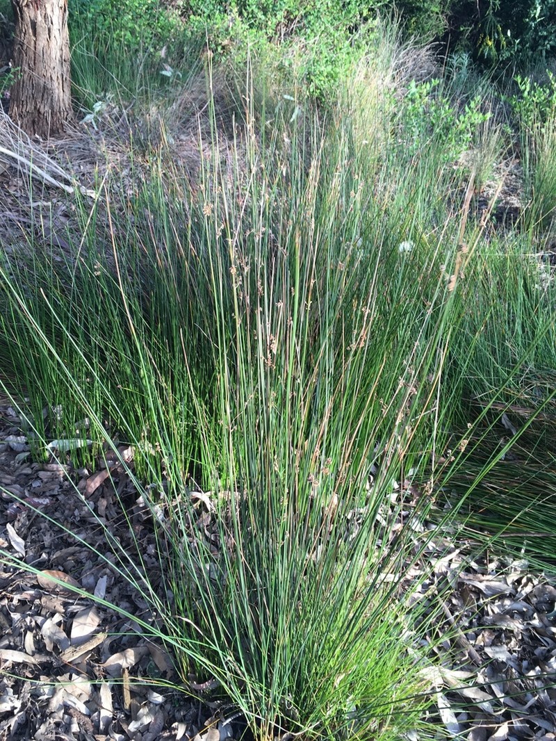 Juncus amabilis photo 6
