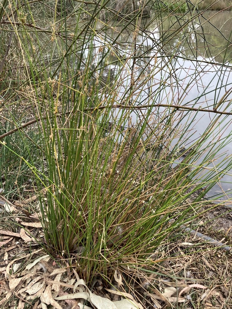 Juncus amabilis photo 7