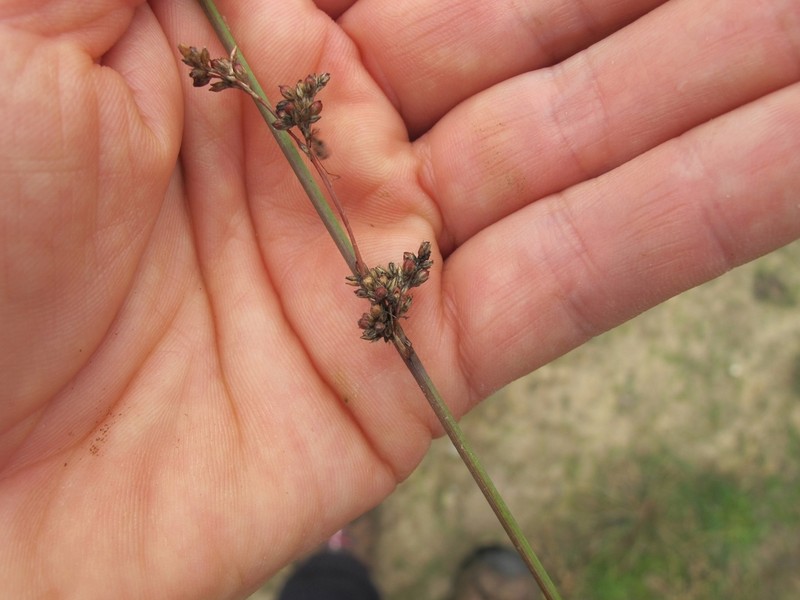Juncus amabilis photo 8