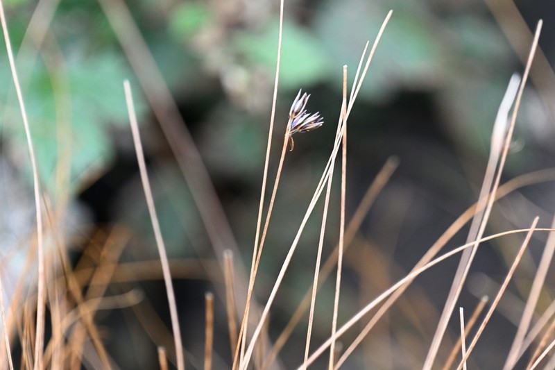 Juncus amplifolius