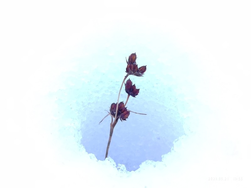 Juncus amplifolius photo 2