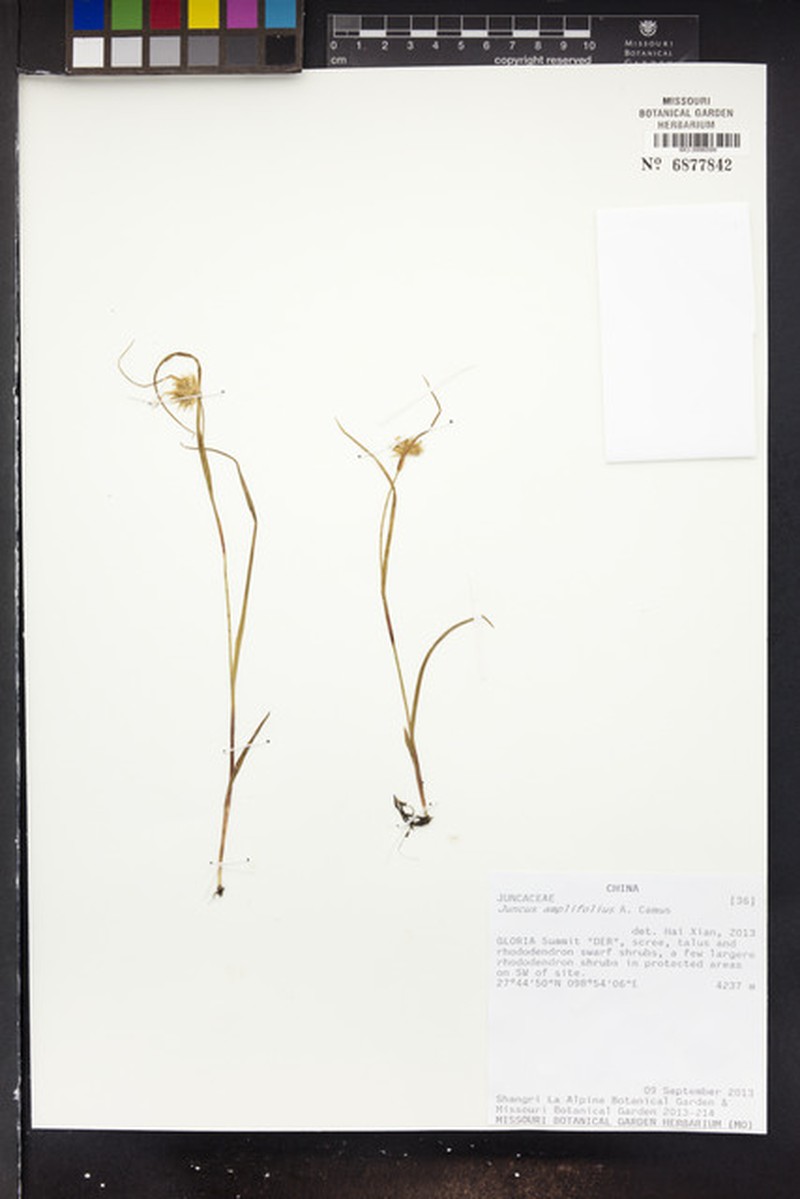 Juncus amplifolius photo 3