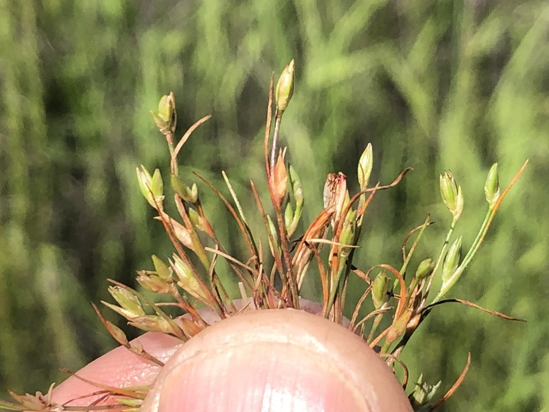 Juncus amuricus