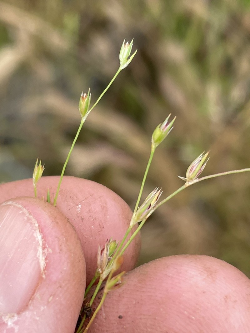 Juncus amuricus photo 2