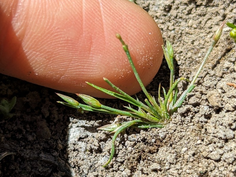 Juncus amuricus photo 3