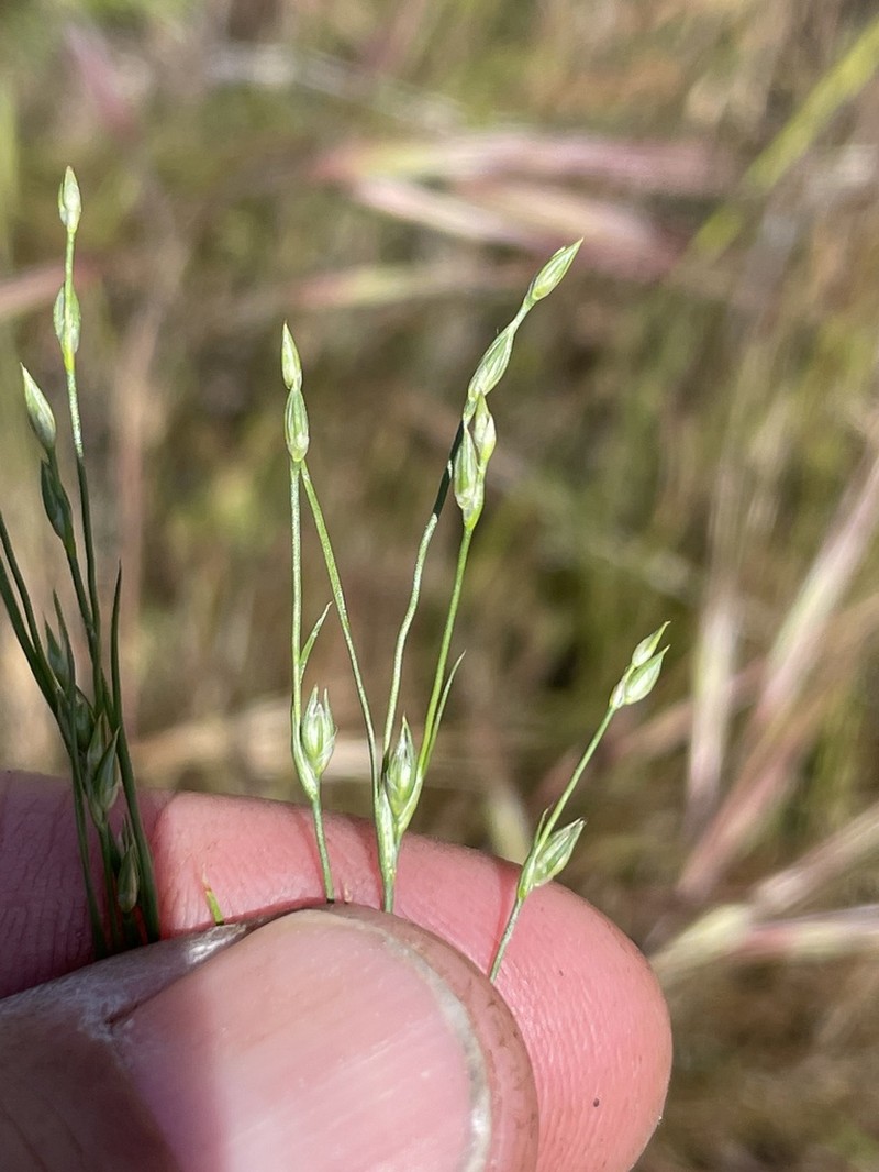 Juncus amuricus photo 4