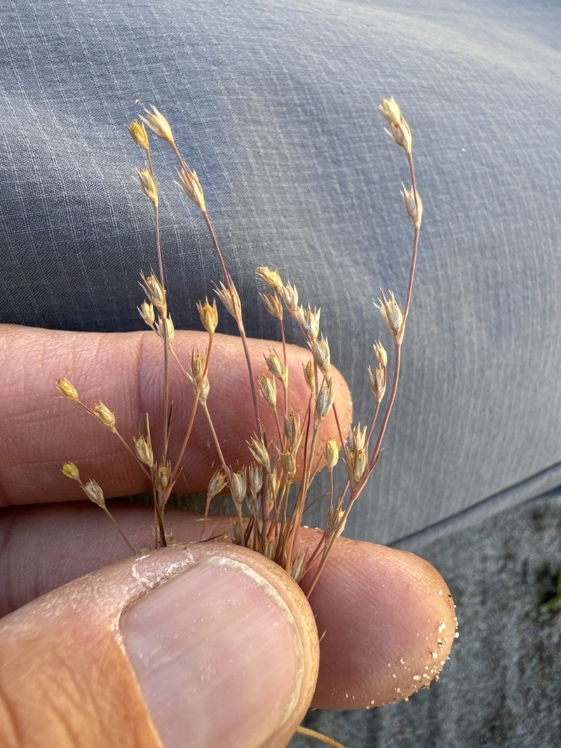 Juncus amuricus photo 5