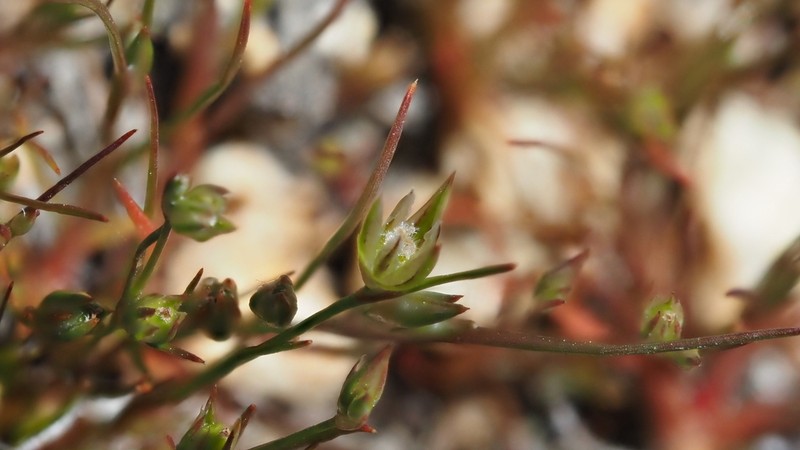 Juncus amuricus photo 6