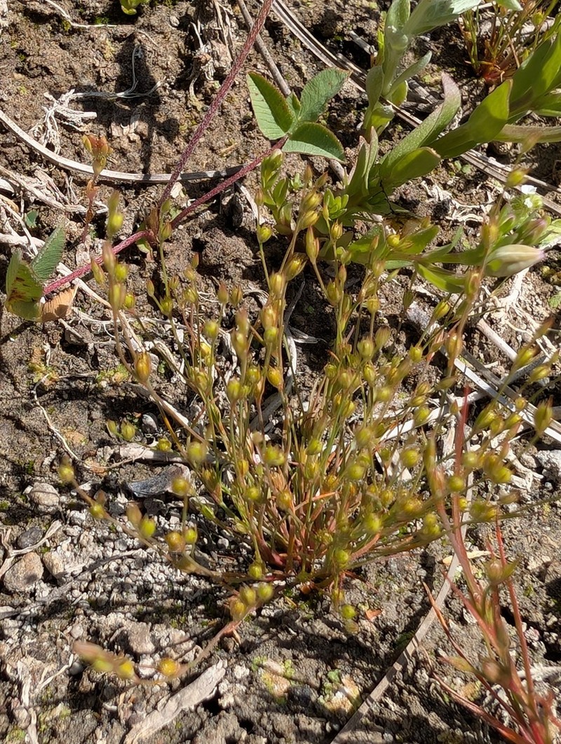 Juncus amuricus photo 7