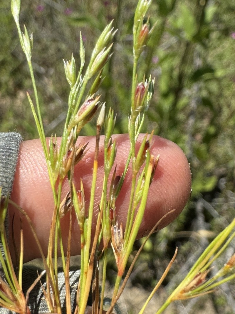 Juncus amuricus photo 8
