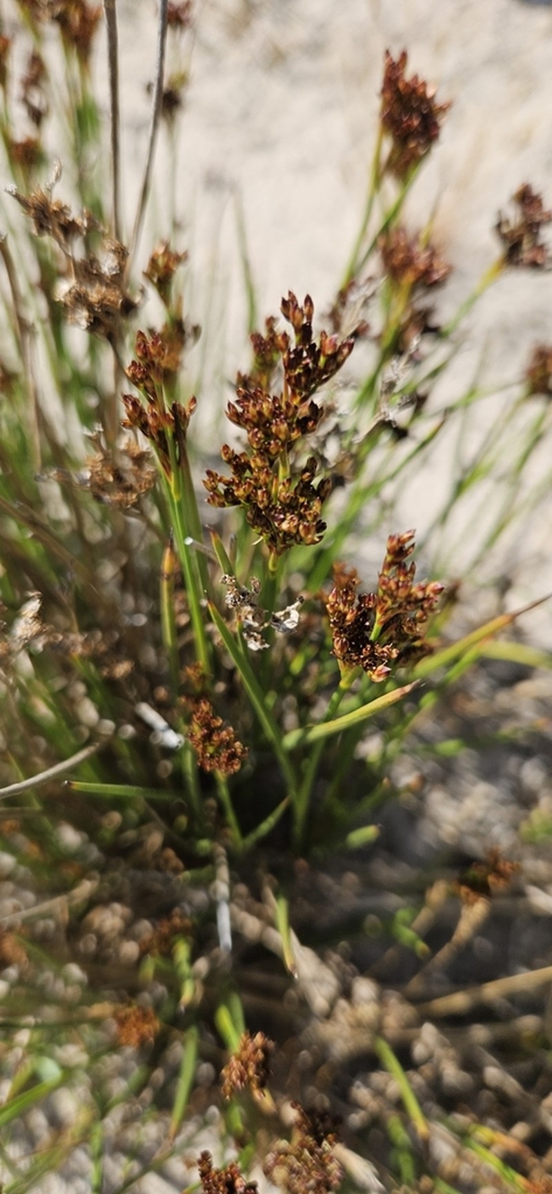Juncus anceps