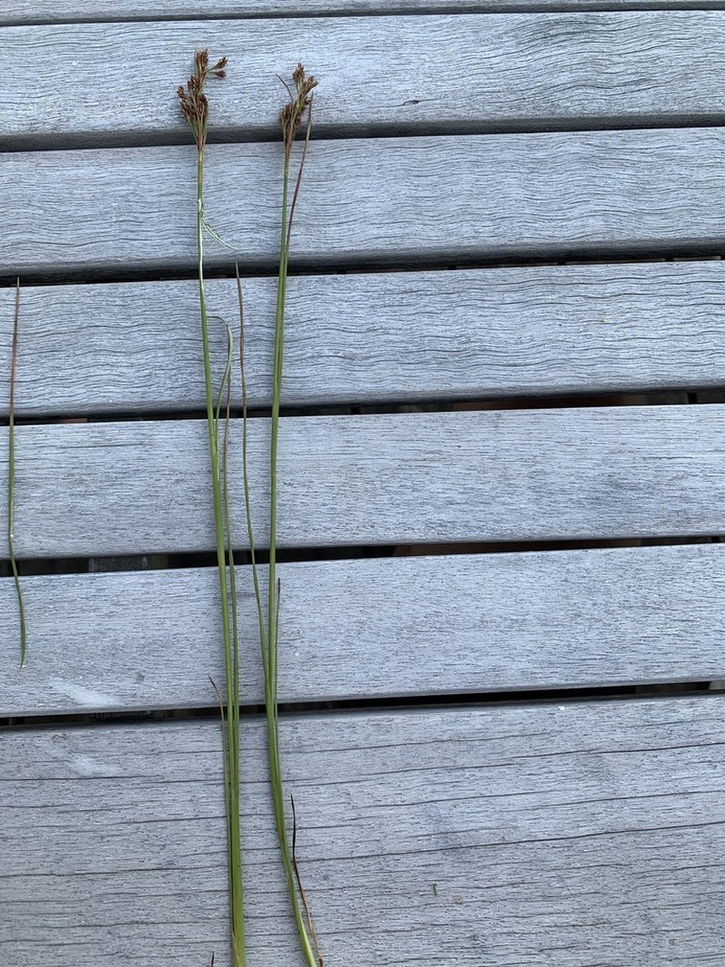 Juncus anceps photo 2