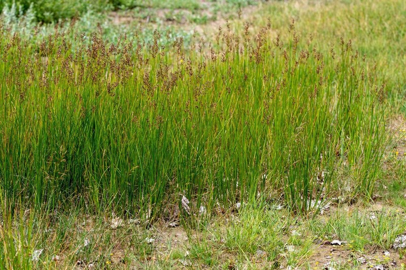 Juncus anceps photo 3