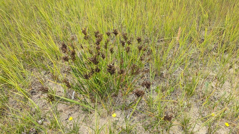 Juncus anceps photo 4