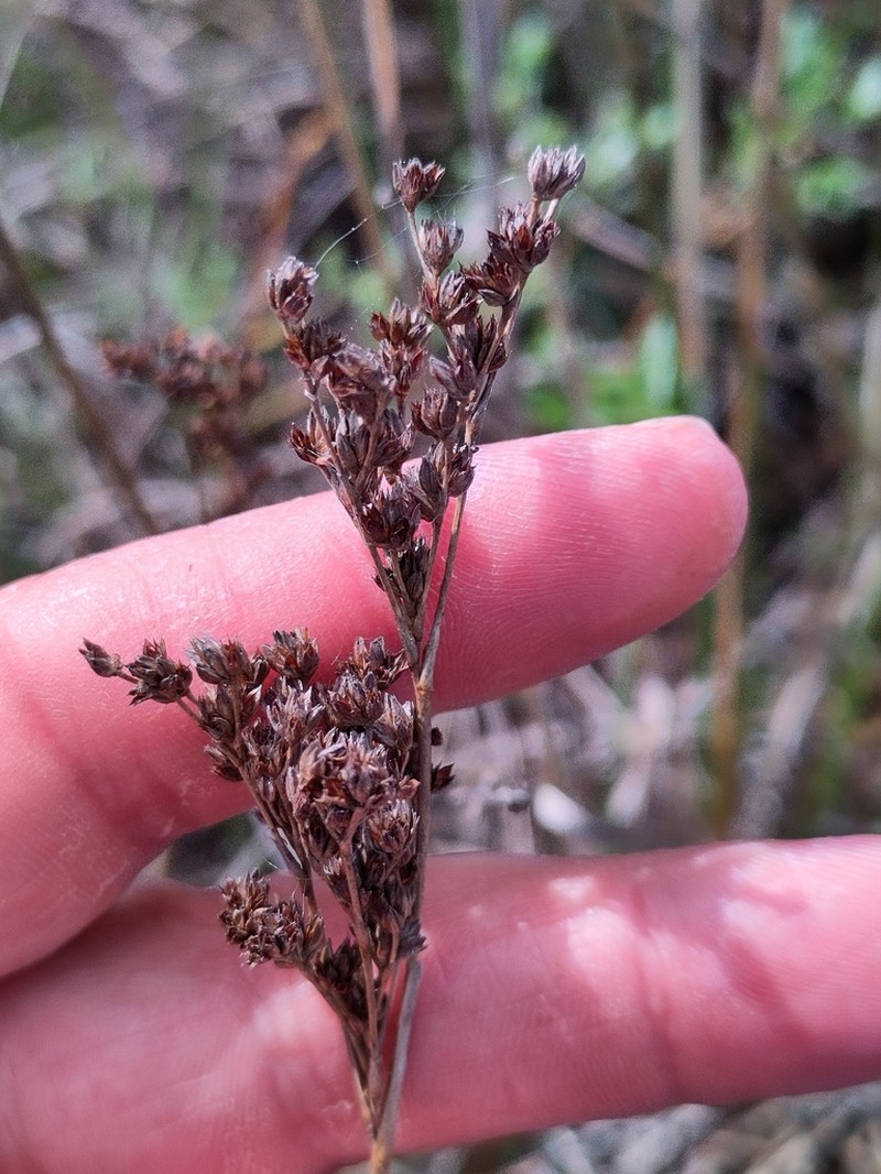 Juncus anceps photo 5