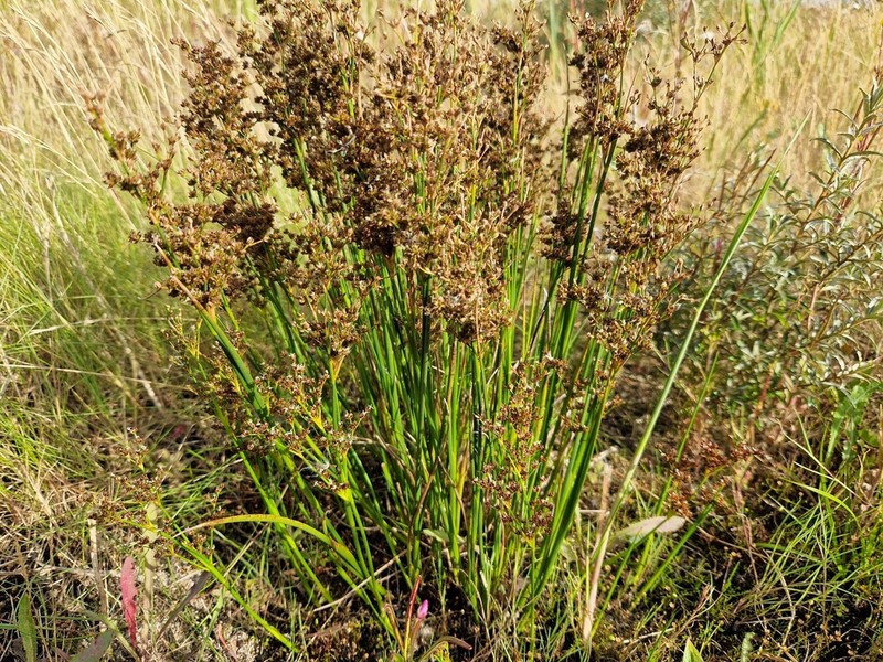 Juncus anceps photo 6