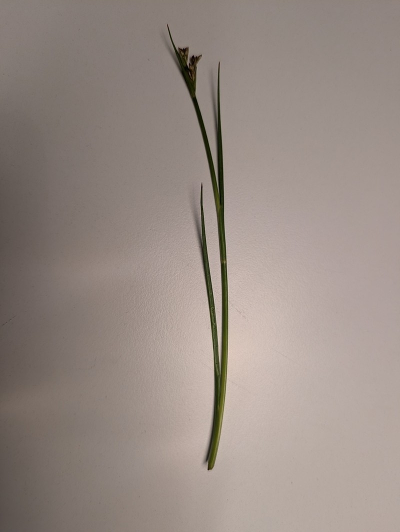 Juncus anceps photo 7