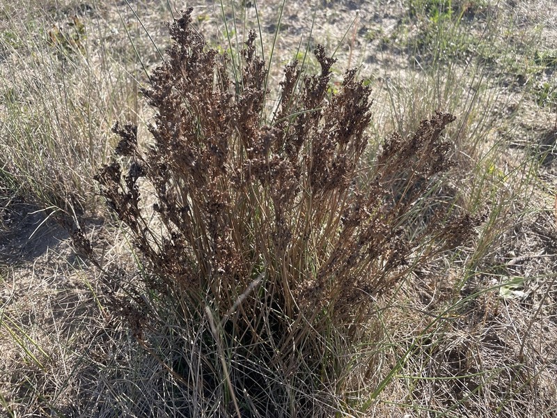 Juncus anceps photo 8