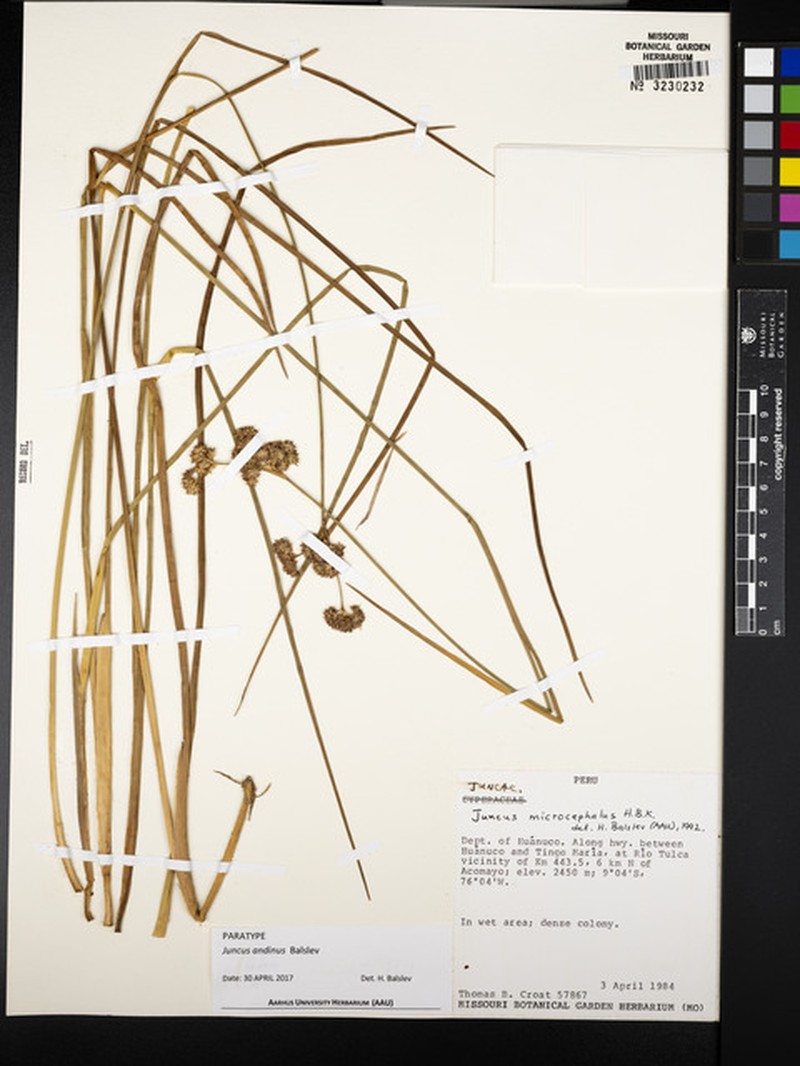 Juncus andinus