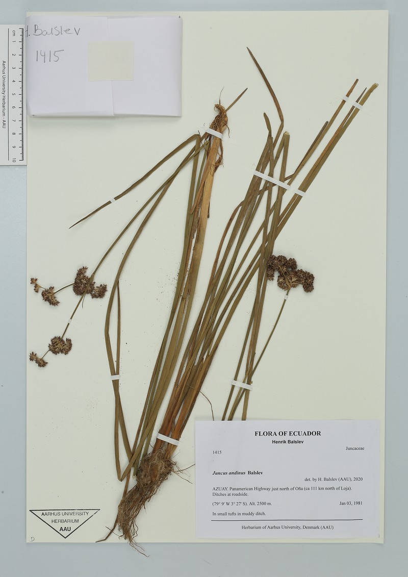 Juncus andinus photo 2