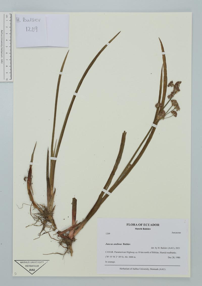 Juncus andinus photo 3