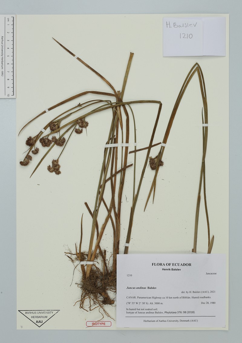 Juncus andinus photo 4